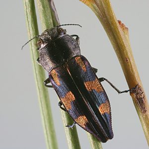 Melobasis nobilitata, PL0792A, female, on Acacia euthycarpa, EP, 12.1 × 4.2 mm